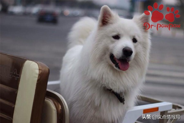 普安特治狗癣效果怎么样,普安特宠物眼药水