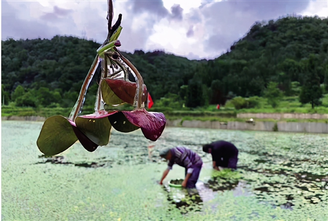 杭州美食莼菜,西湖莼菜的正宗做法配什么