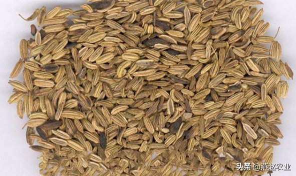 农民种茴香哪些要点需要掌握,这季节种什么蔬菜最合适小茴香