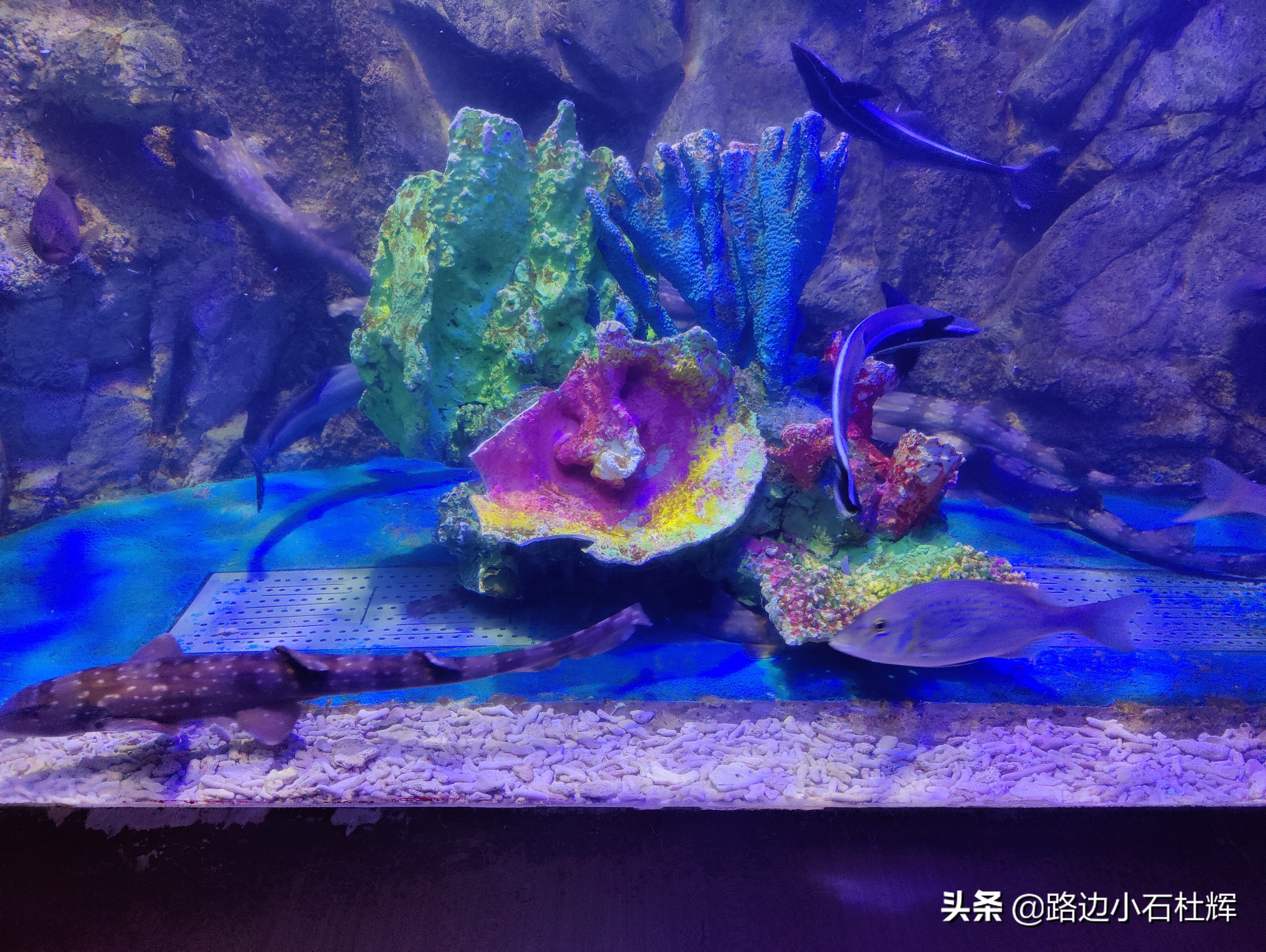 北京海洋馆游玩一览表,北京太平洋海洋馆海底世界