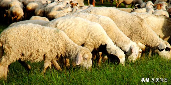 牛羊脱霉剂,牛羊用脱霉剂一个月用几次