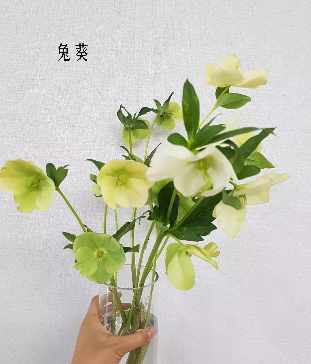 花店里同款的两种不同价格的花材,花店最容易被顾客误解的几种花材