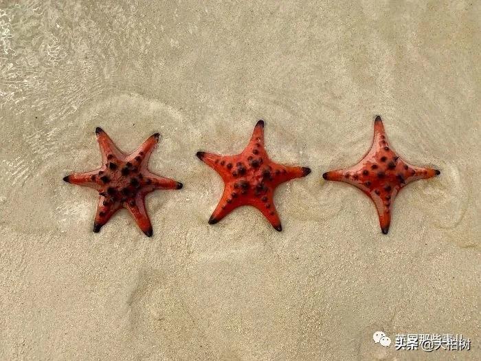 蓝鲸到底有多大,直观感受蓝鲸有多大