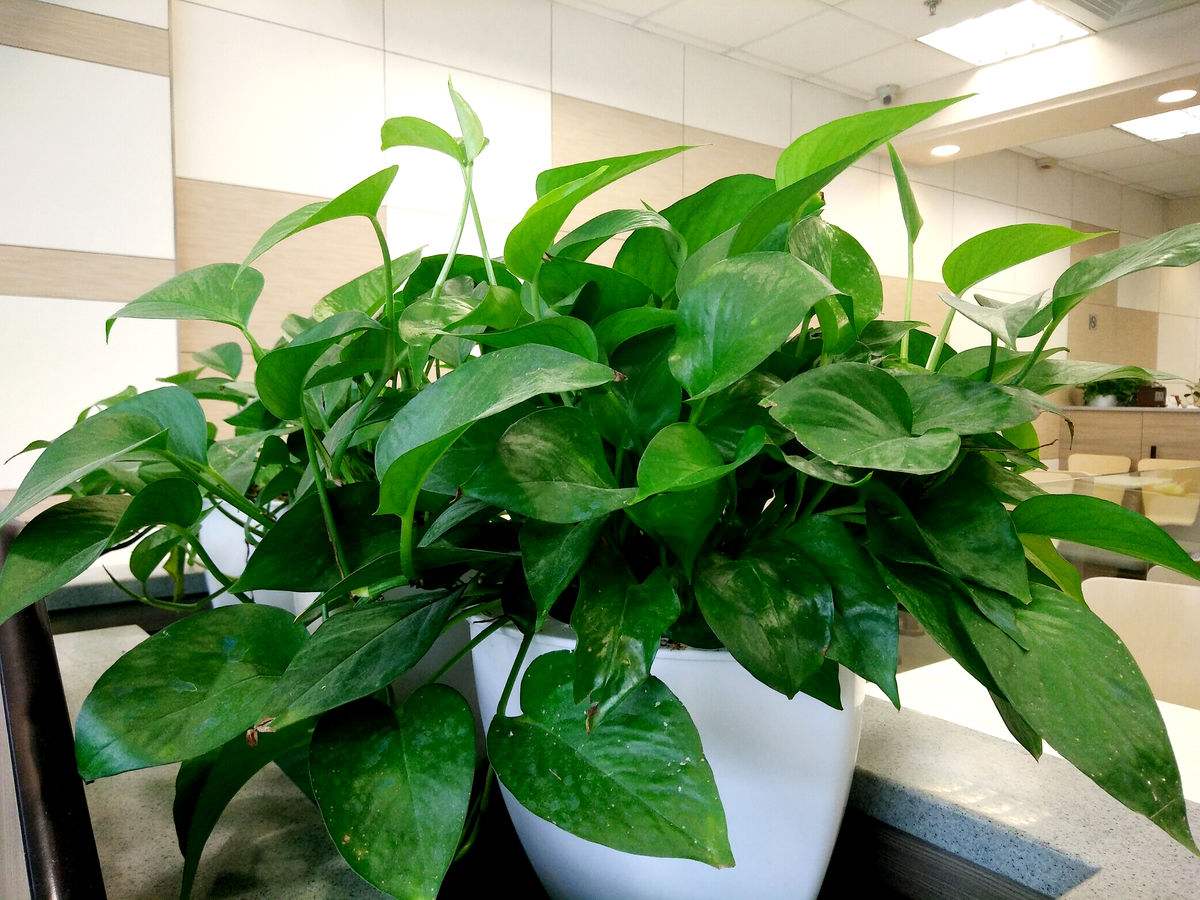 水培绿萝已经长得很茂盛怎么养护,水培绿萝如何养殖越长越旺盛