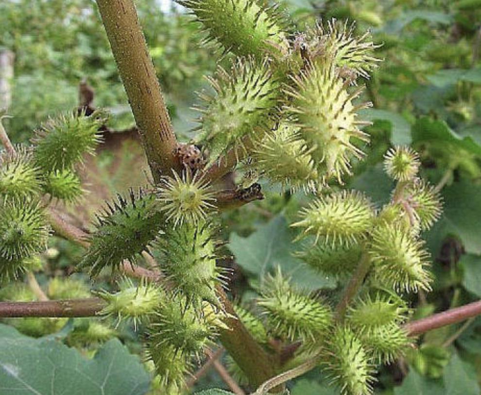 “1种杂草”在田边,被称为“苍耳子”,能结出绿色小果,珍贵