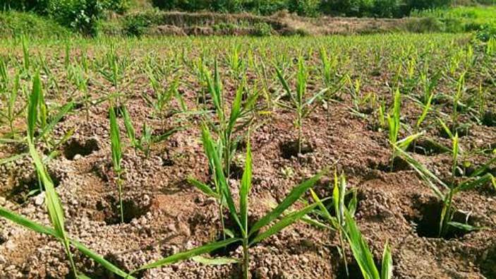 姜的种植技术与管理方法有哪些,姜的种植管理新技术