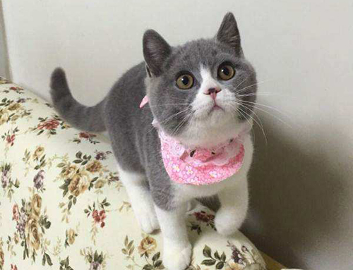 英短蓝白英短银点有什么区别,英短蓝白性格怎么样