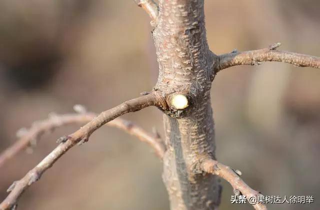 桃树修剪时间及各阶段修剪技术,大口径修剪桃树剪刀