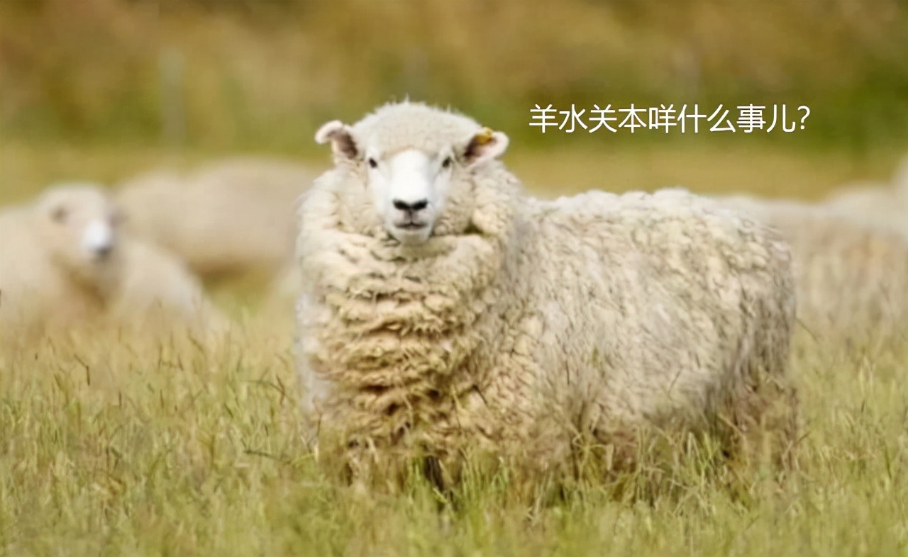 孕期羊水多和喝水有关吗,孕期羊水多跟孩子心脏有关系吗