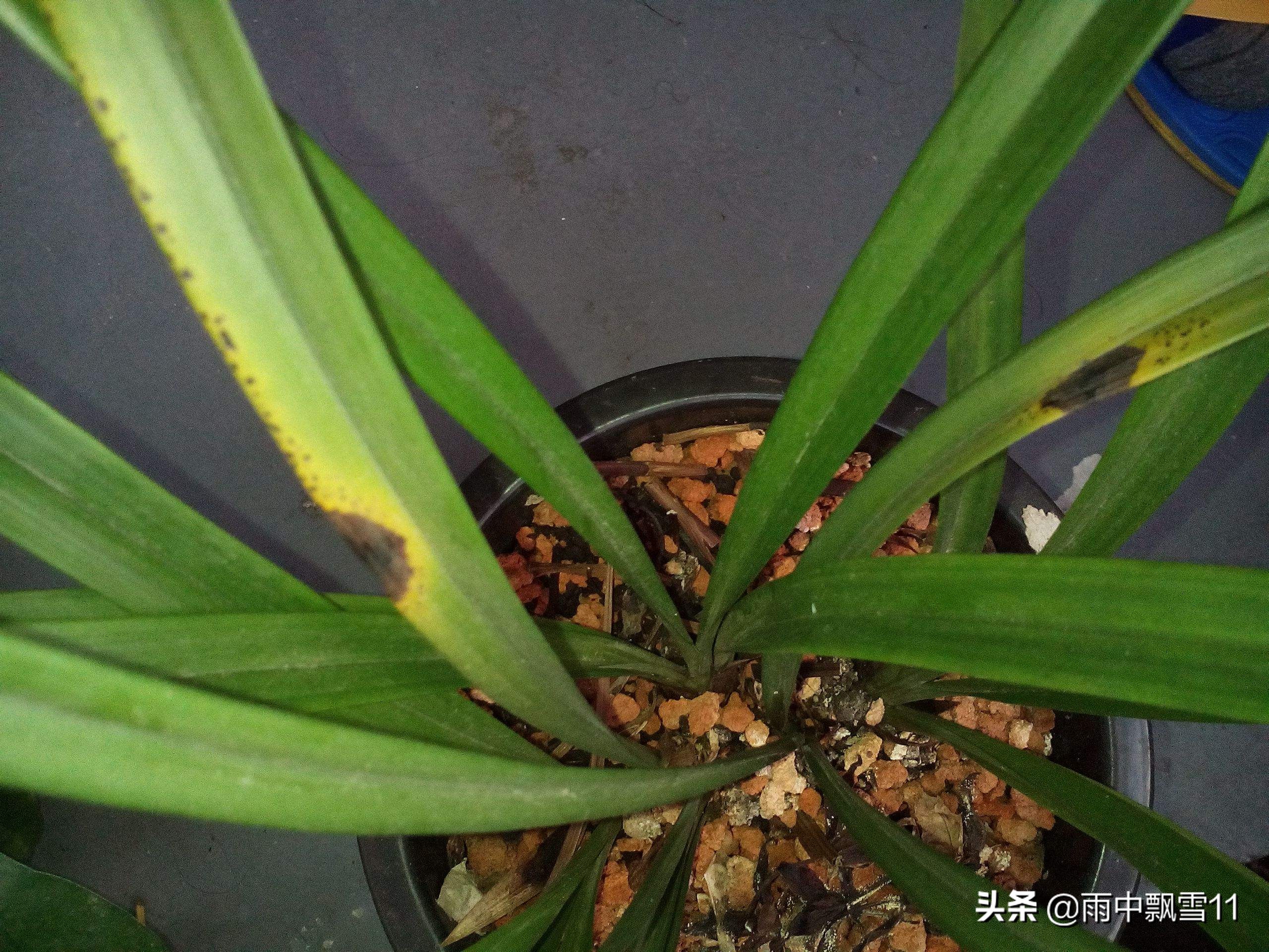 兰苗叶长黑斑原因,兰叶有黑斑是什么原因