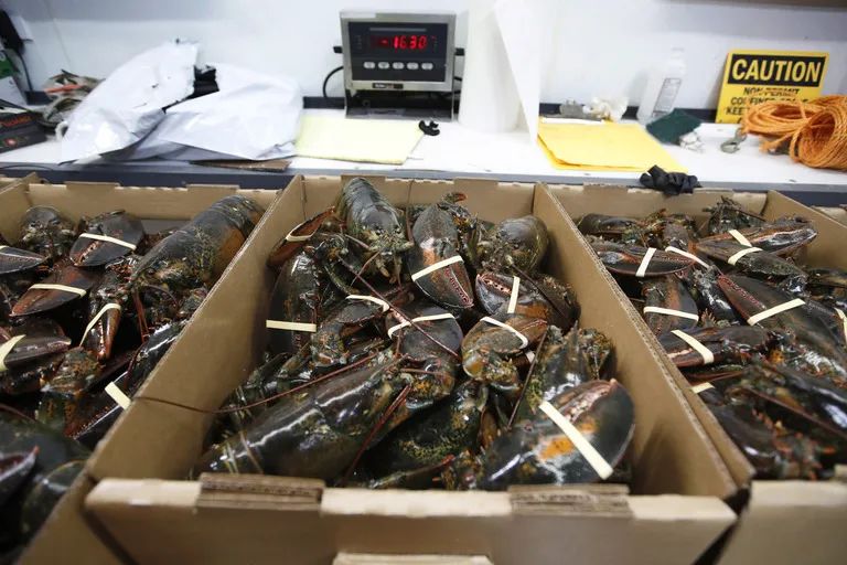 美国波龙多少钱一吨,今日波龙价格