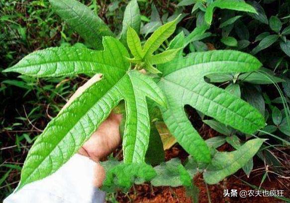 叶子长得像五指，果实像毛桃，南方喜欢用它煲汤，收购价5元1斤