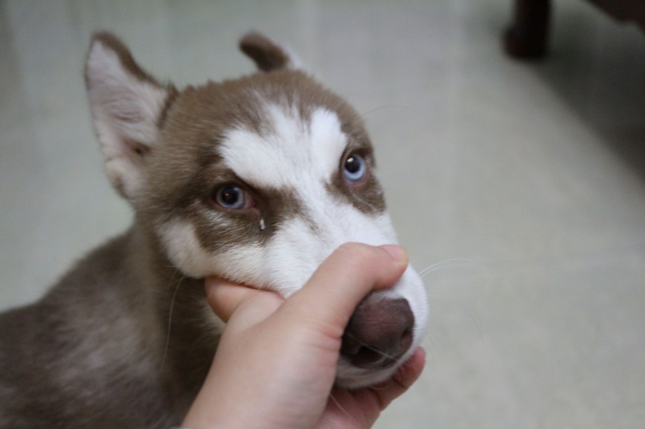 20个关于狗狗的冷知识，99.99%的铲屎官都不知道