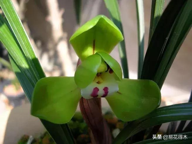 春兰荷瓣几大名品,春兰环球荷鼎和大富贵的区别