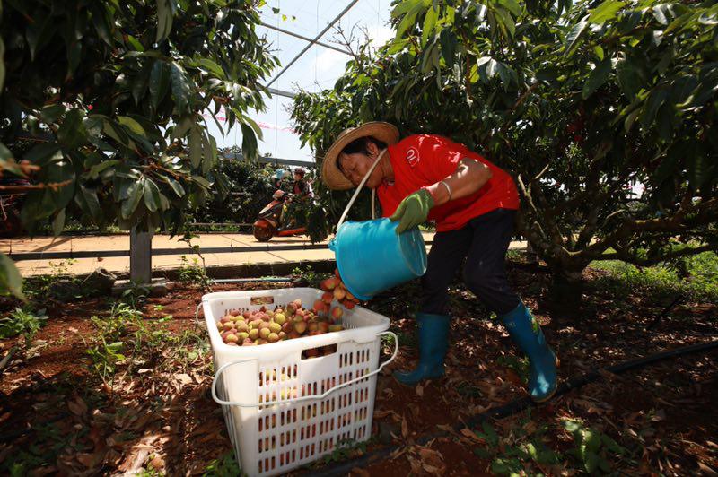 原产地直卖后收获荔枝自由！天猫618来了，“水果自由”还会远吗