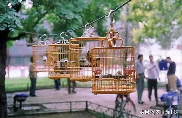 画眉鸟咬尾巴、吃翅膀咋办?干货分享,值得收藏