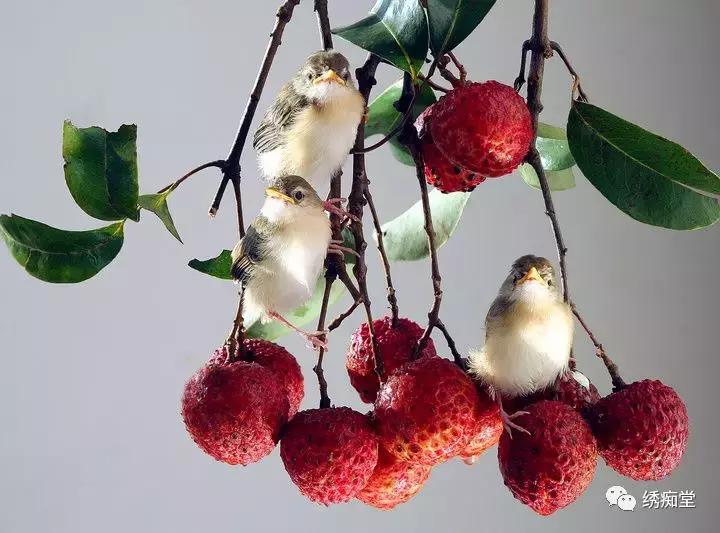 画眉鸟雏鸟,怎么喂养雏鸟鹦鹉