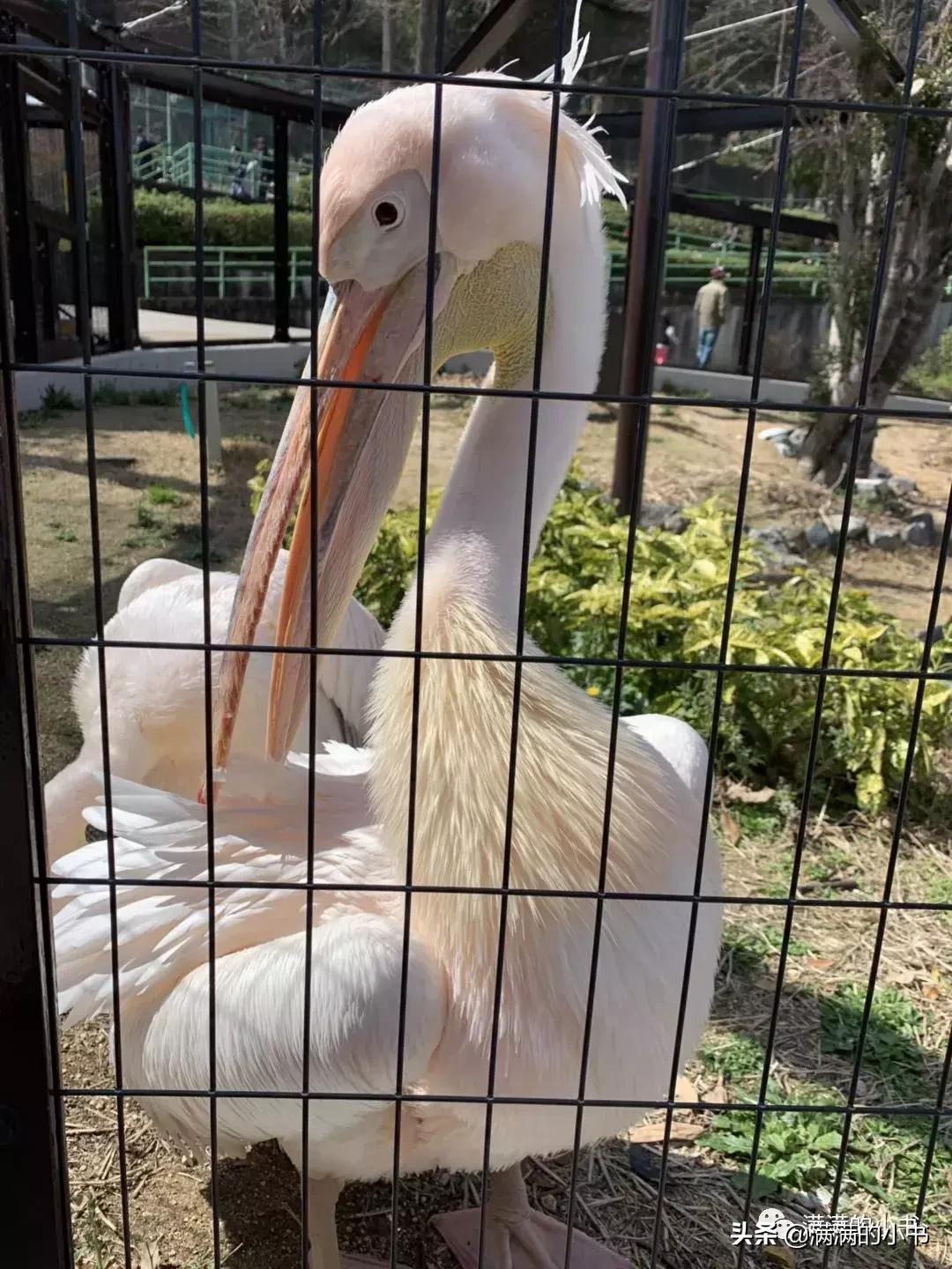 七天日本之旅,名古屋七日游自由行