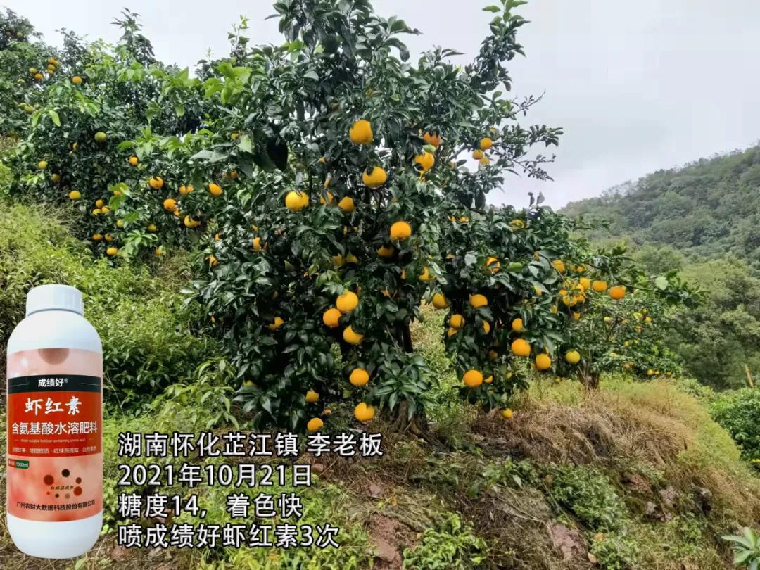 2023爱媛28红美人收购价格,爱媛红美人发货