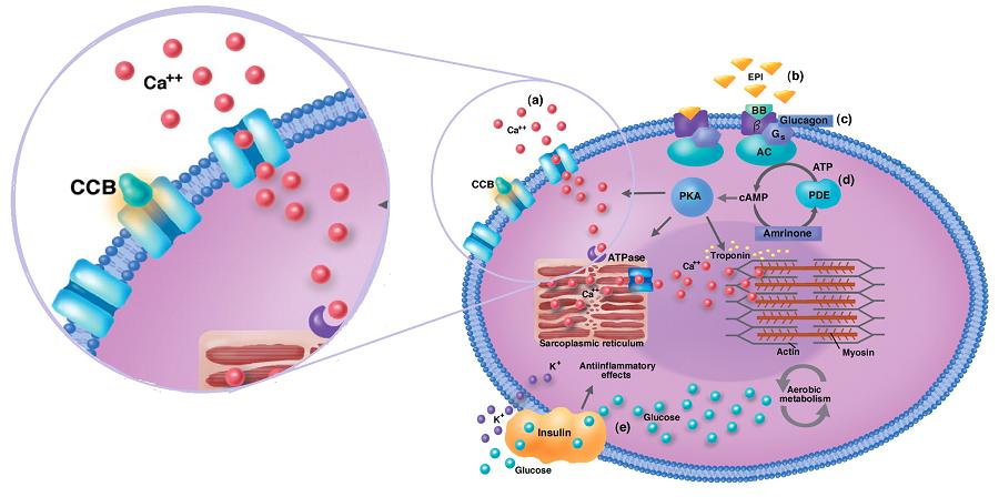 低压高血压治疗,低压高高血压如何选择降压药