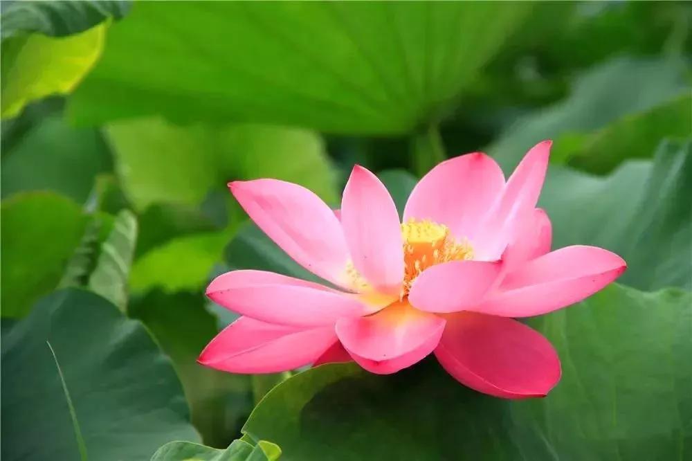 夏季最美荷花在哪里,山东最漂亮的荷花