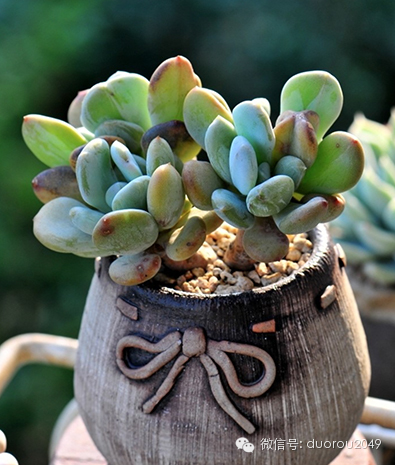 适合云南养的多肉,云南露养最好养活的多肉