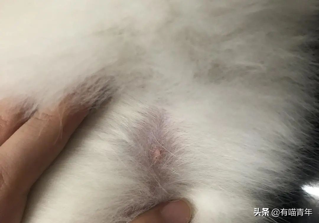 猫一天放了好几个臭屁,猫咪放的屁巨臭怎么回事