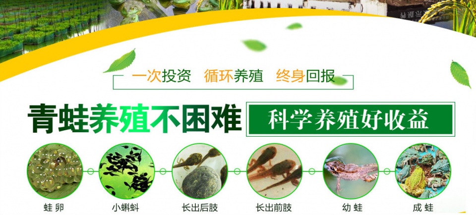 黑斑青蛙养殖技术视频教程,青蛙黑斑蛙高密度养殖技术培训