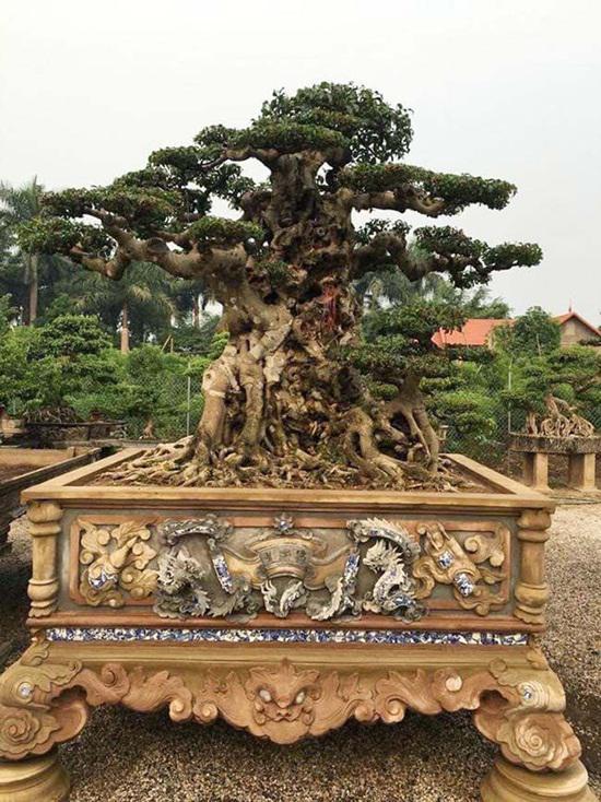 男子花10万买回两根木头,花5个亿买古树