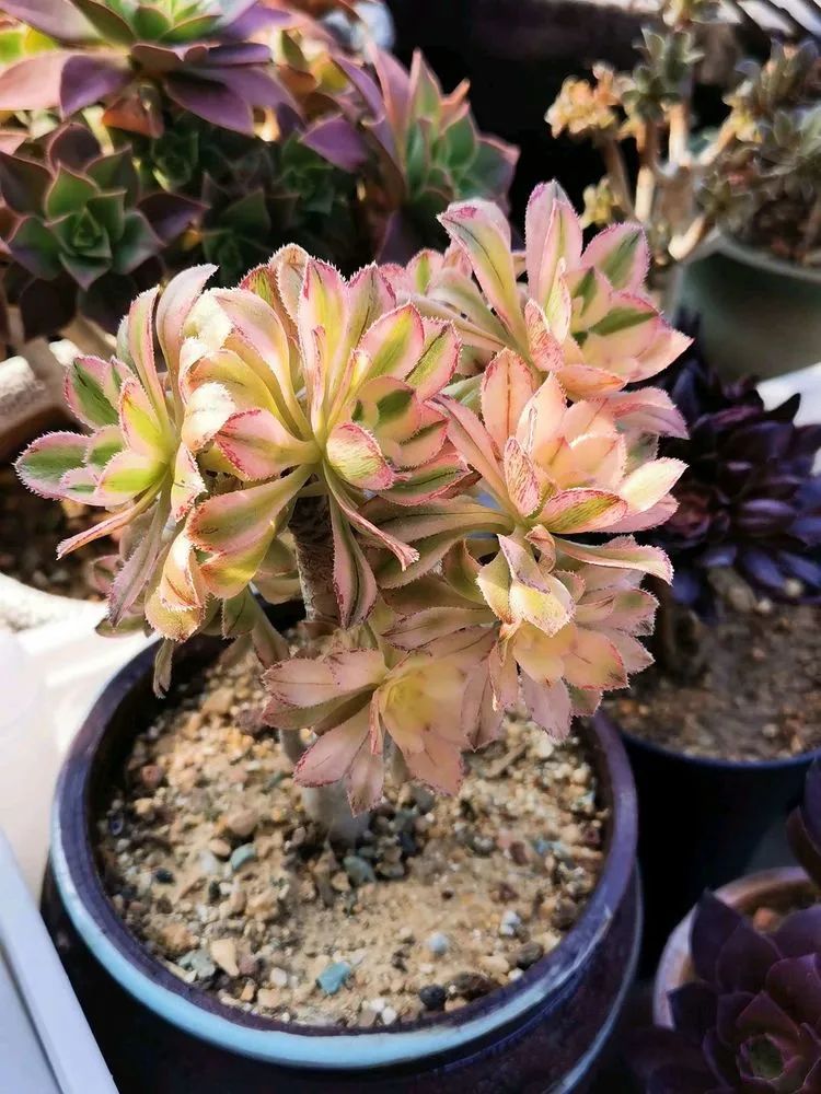 适合从小养到大的多肉,由小到大由浅入深