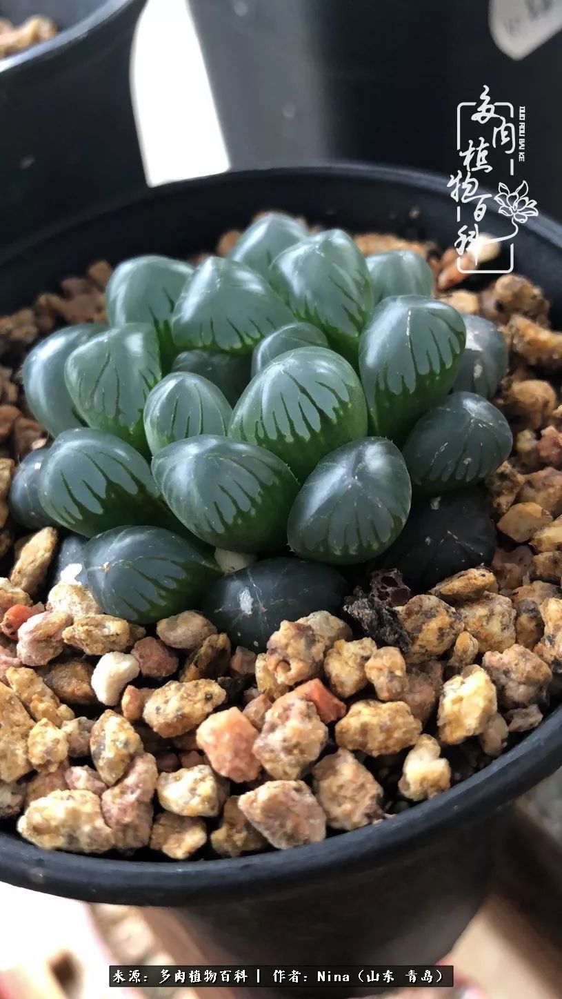 面对残酷的现实，是多肉治愈了我迷茫的未来