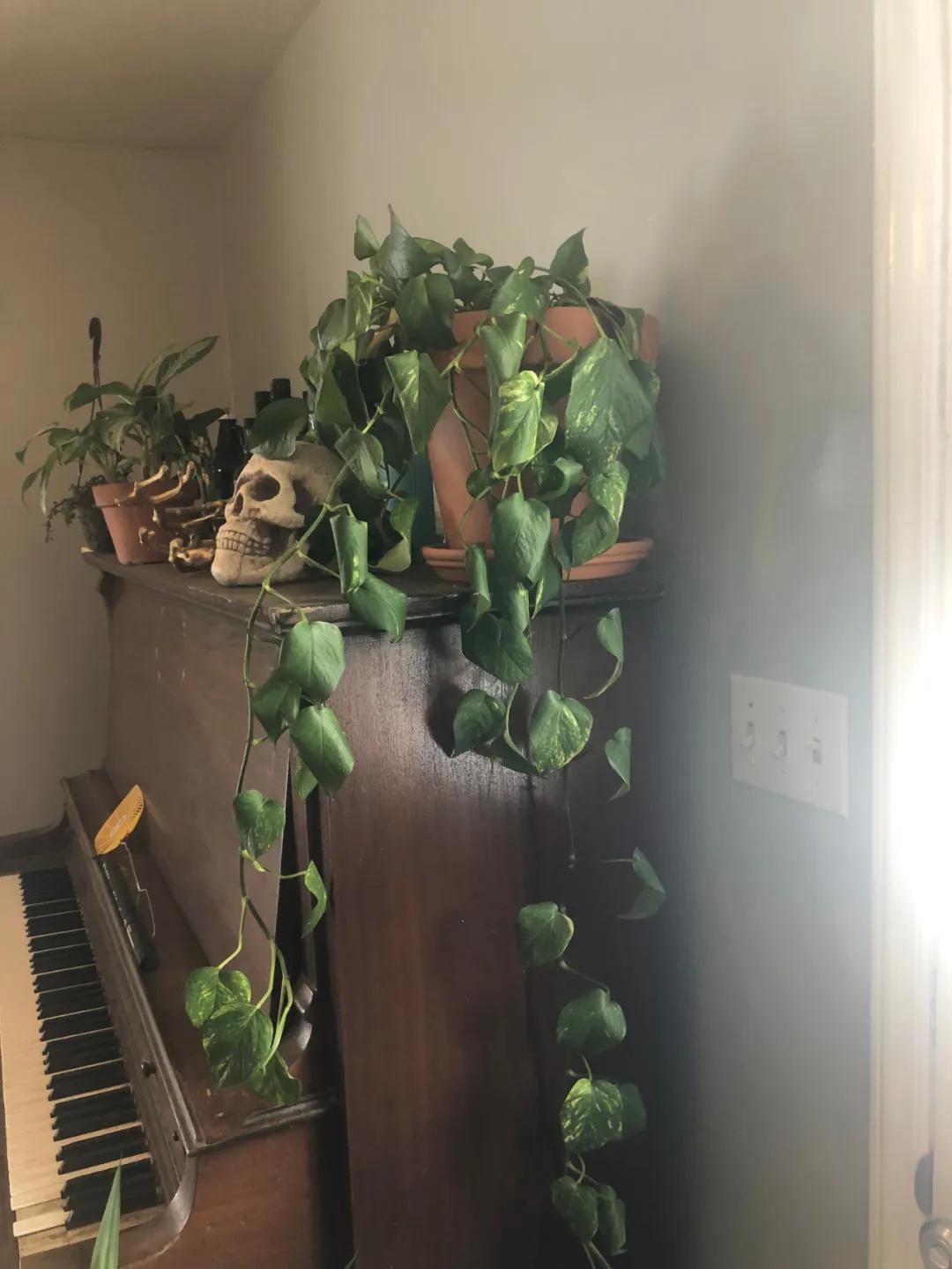 绿萝刚长出来的叶子卷曲怎么回事,水培绿萝的叶子为什么卷曲不舒展