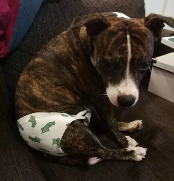 狗狗生理期突然来袭,铲屎官动手DIY,真是不给汪留一点情面