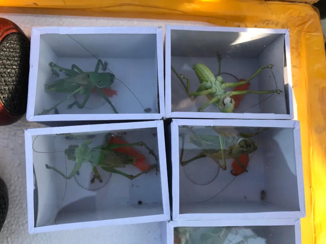 周边最便宜的大集在哪里,10元一两的大集