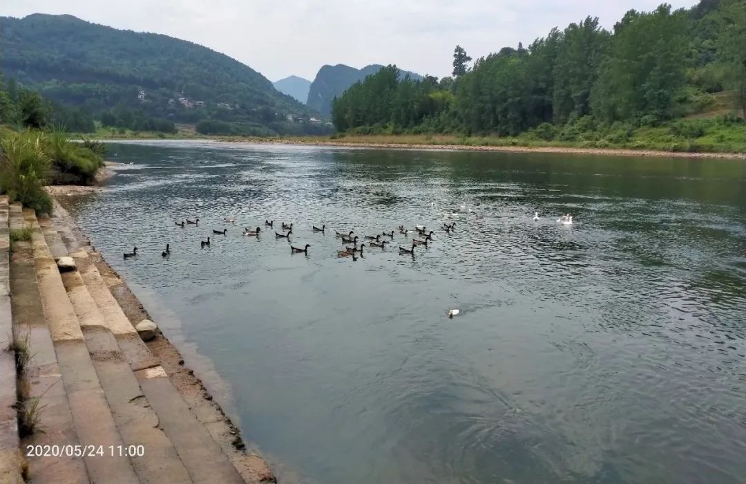 张家界的莓茶酥,张家界的莓茶是什么植物