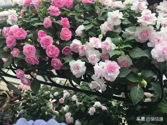 养花热门小常识大全,养花的几个小常识视频