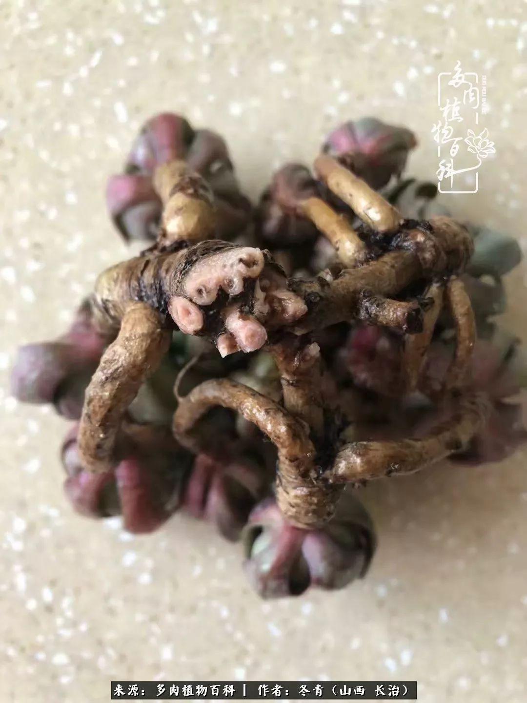 新手养多肉知道这4点打好基础,阳台上养多肉的正确方法