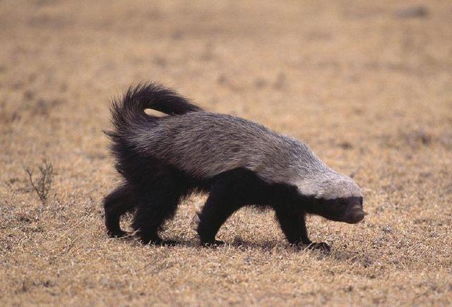 平头哥的历史地位,平头哥是谁到底什么来头