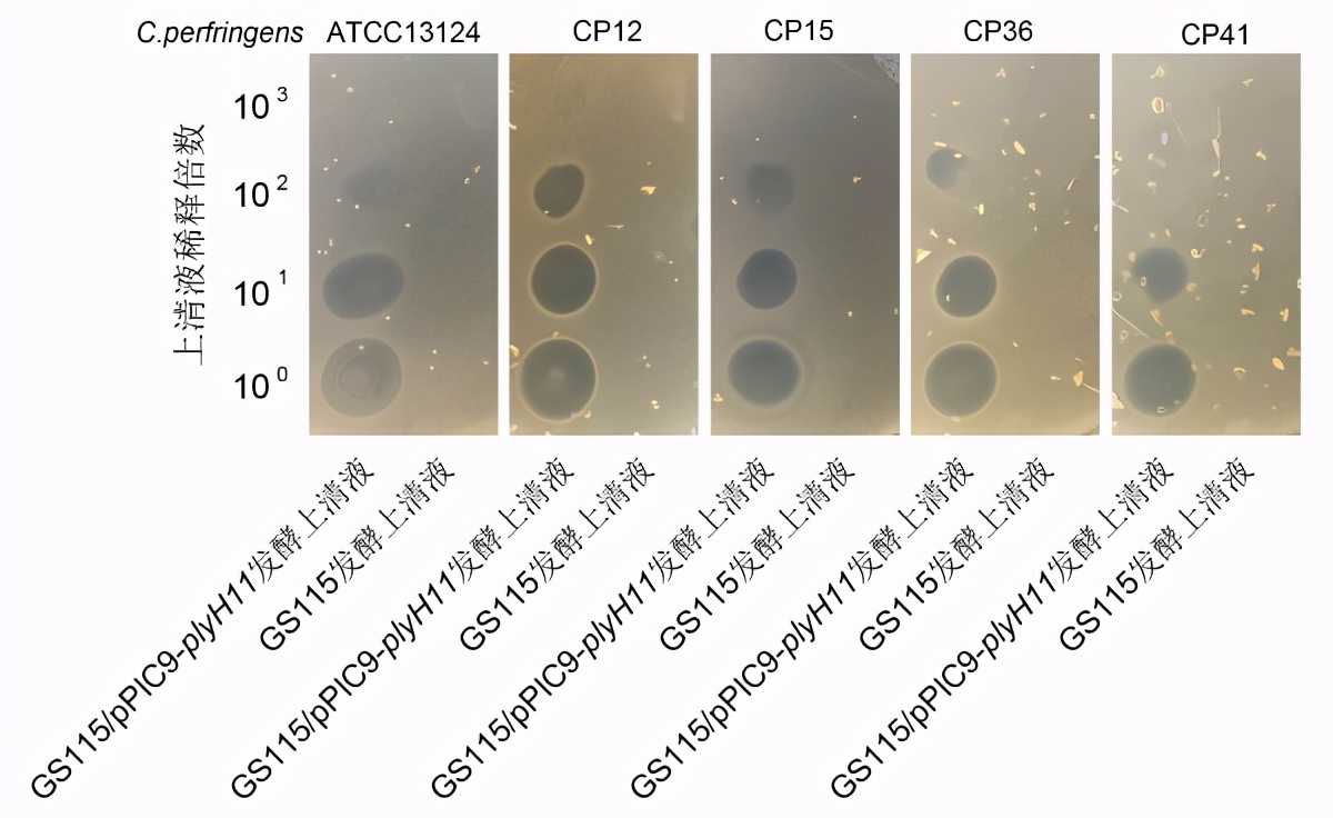 胡永飞微生物研究所,中国农大胡永飞教授