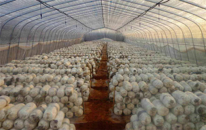 未来几年农村创业好项目有哪些,未来农村最好的行业有哪些