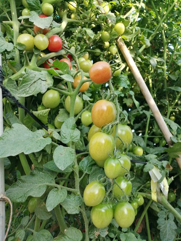 偶遇乡村田园生活视频,偶遇田园生活韩剧演员