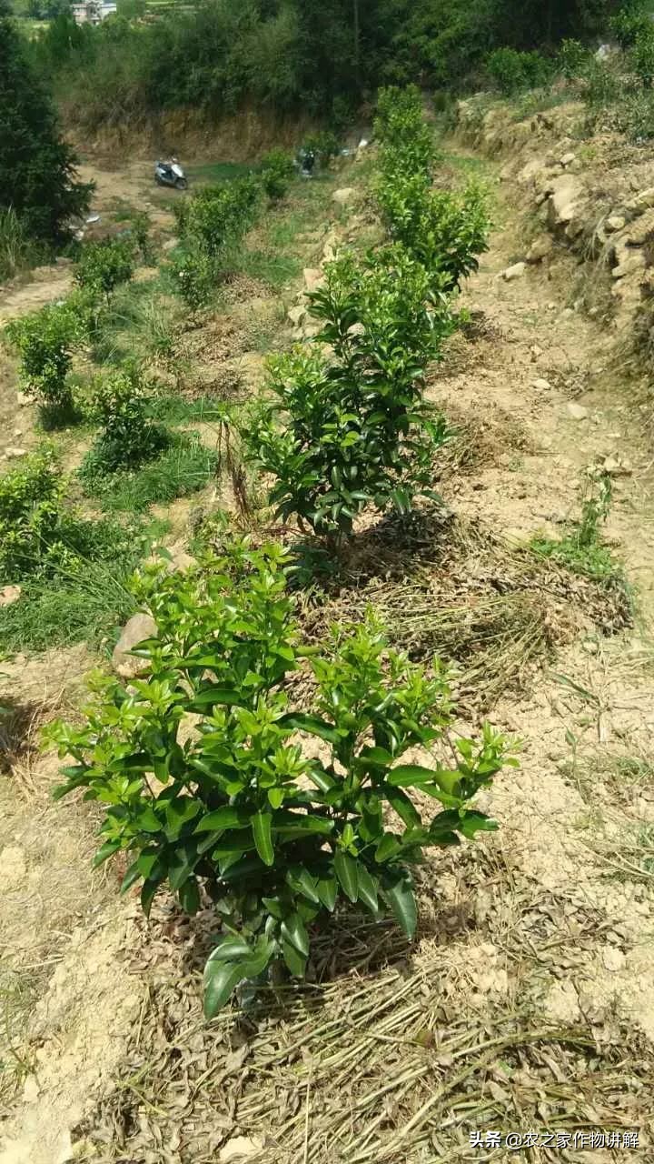 防治果树根腐病的特效药,果树根腐克星怎么使用