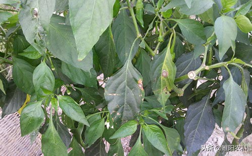 抗病毒的特效药大全,十种常见病专用药