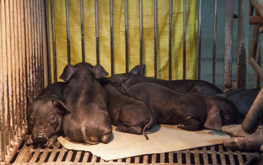 治小猪拉稀的特效药土方法,小猪拉稀土方治疗最好方法