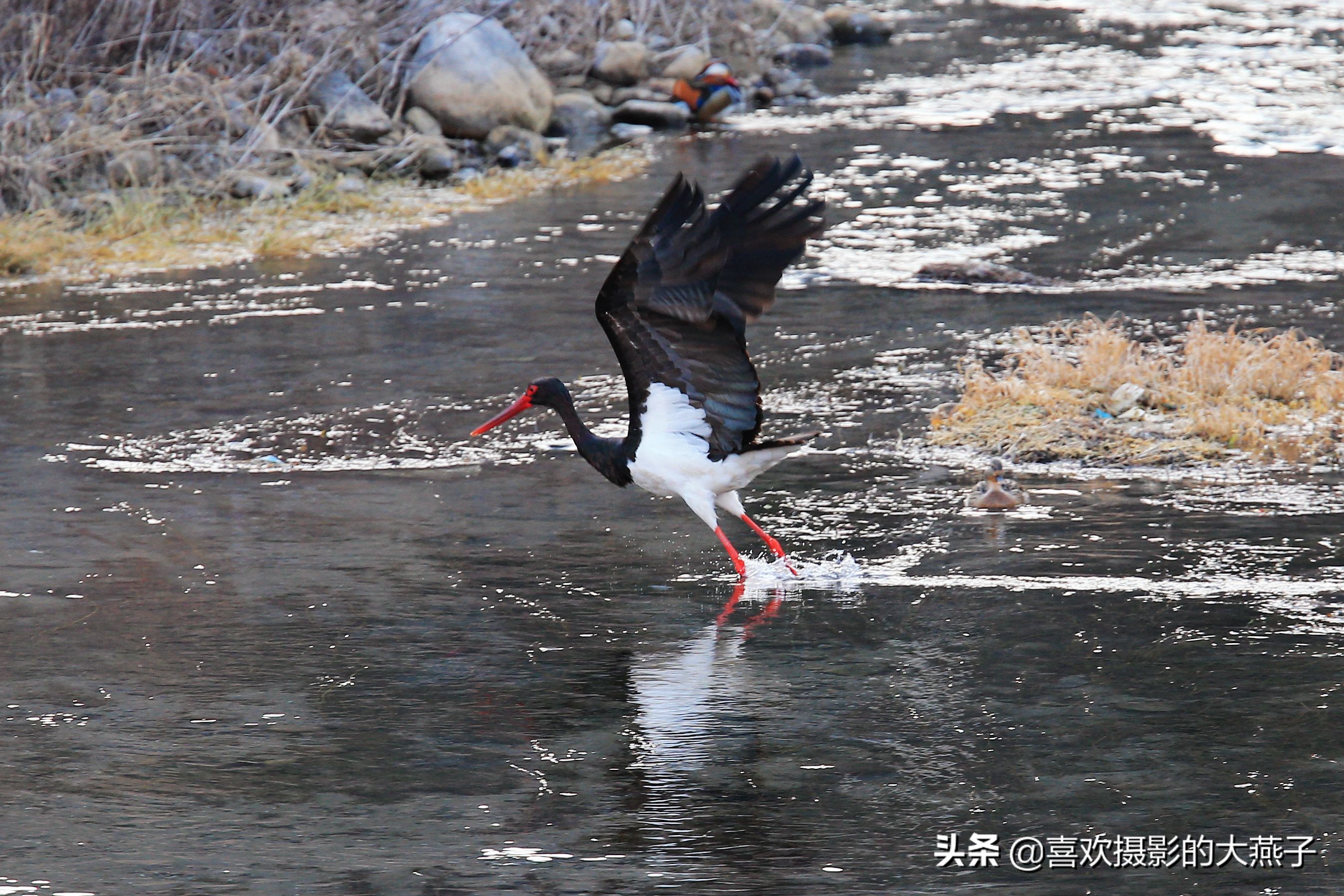 閲庣敓榛戦钩,榛戦钩椋炵繑鍥剧墖