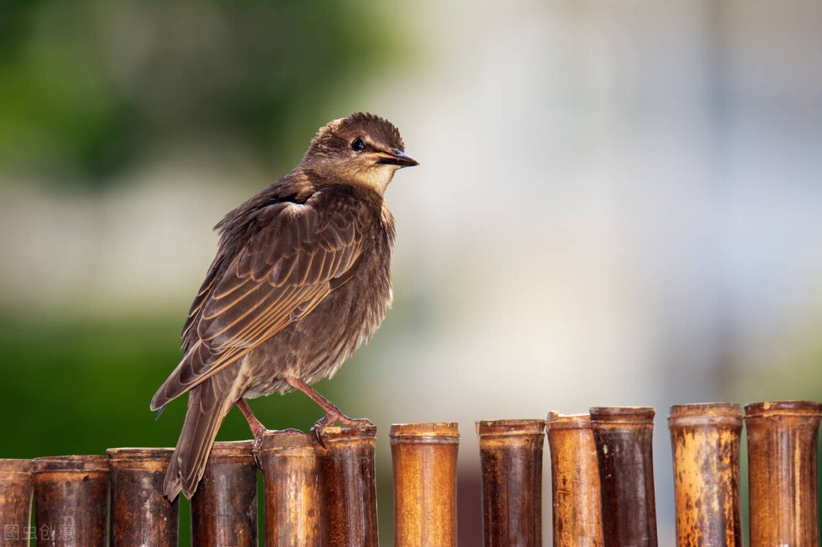 八哥鸟粪便带水正常吗,八哥鸟拉屎酸臭