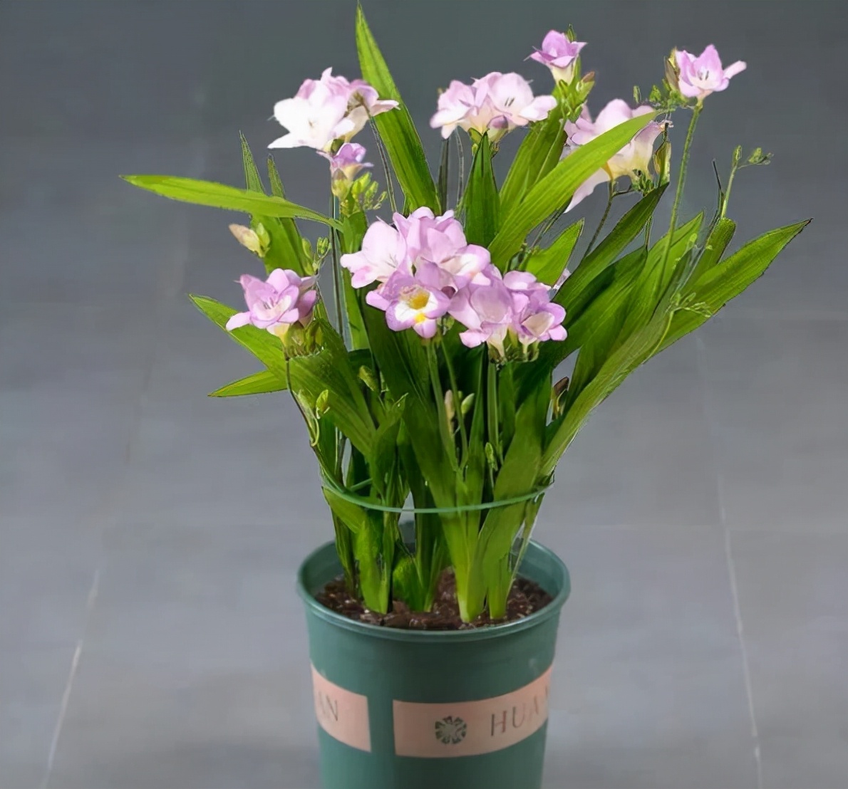 什么香水花最香最好养,好闻好养适合在卧室养的香水花