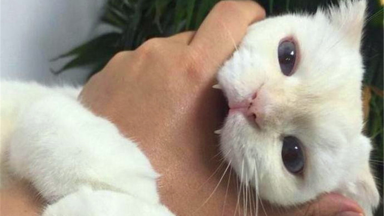 猫咬手怎么纠正不长记性,猫咬手说明什么怎么训练制止