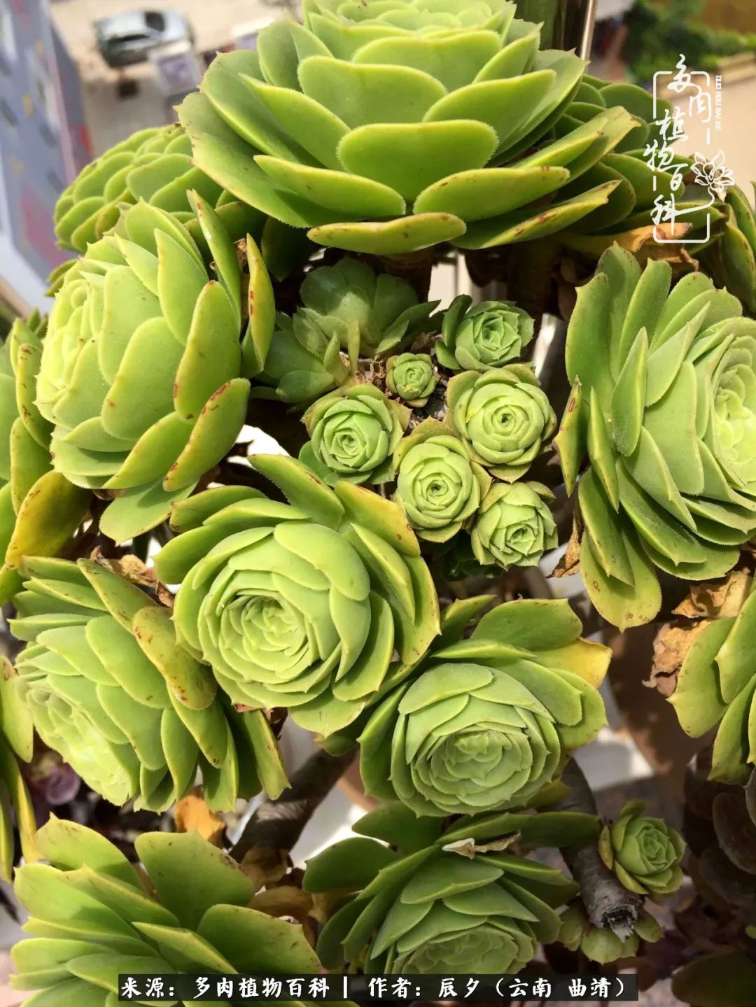 缂辩换鏃栨棊钁宠暏鐢熼,缂辩换鏃栨棊钁宠暏鐢熼鍑哄