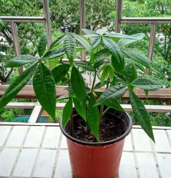 怎么管理发财树才长得好,盆栽发财树怎么养护与浇水方法